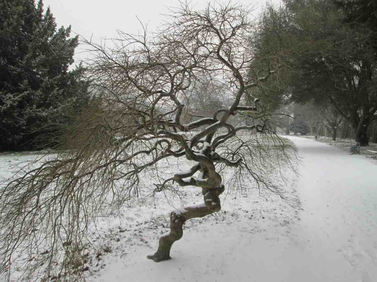 L'acero giapponese è un piccolo albero invernale.