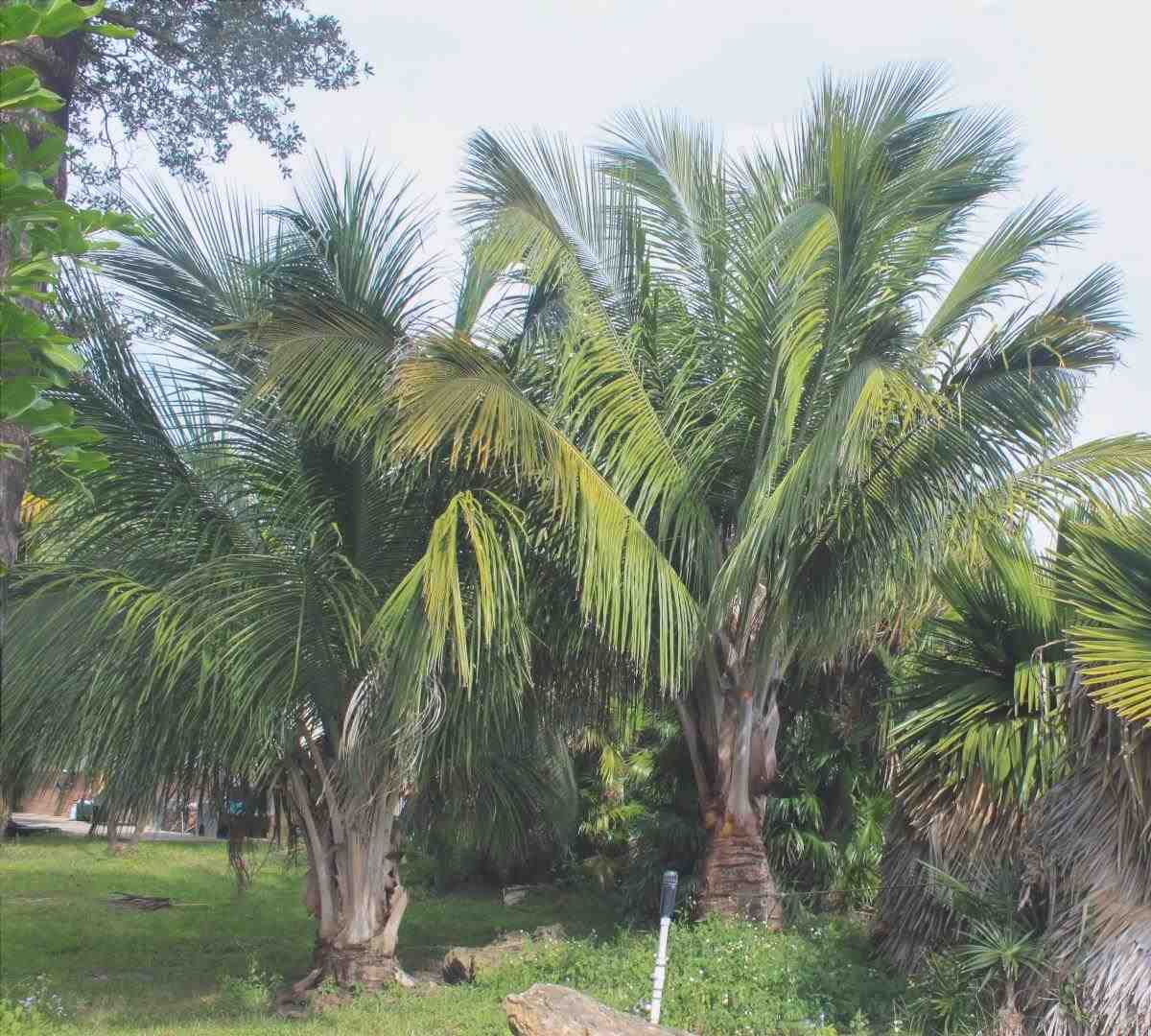 Beccariophoenix alfredii è una palma.