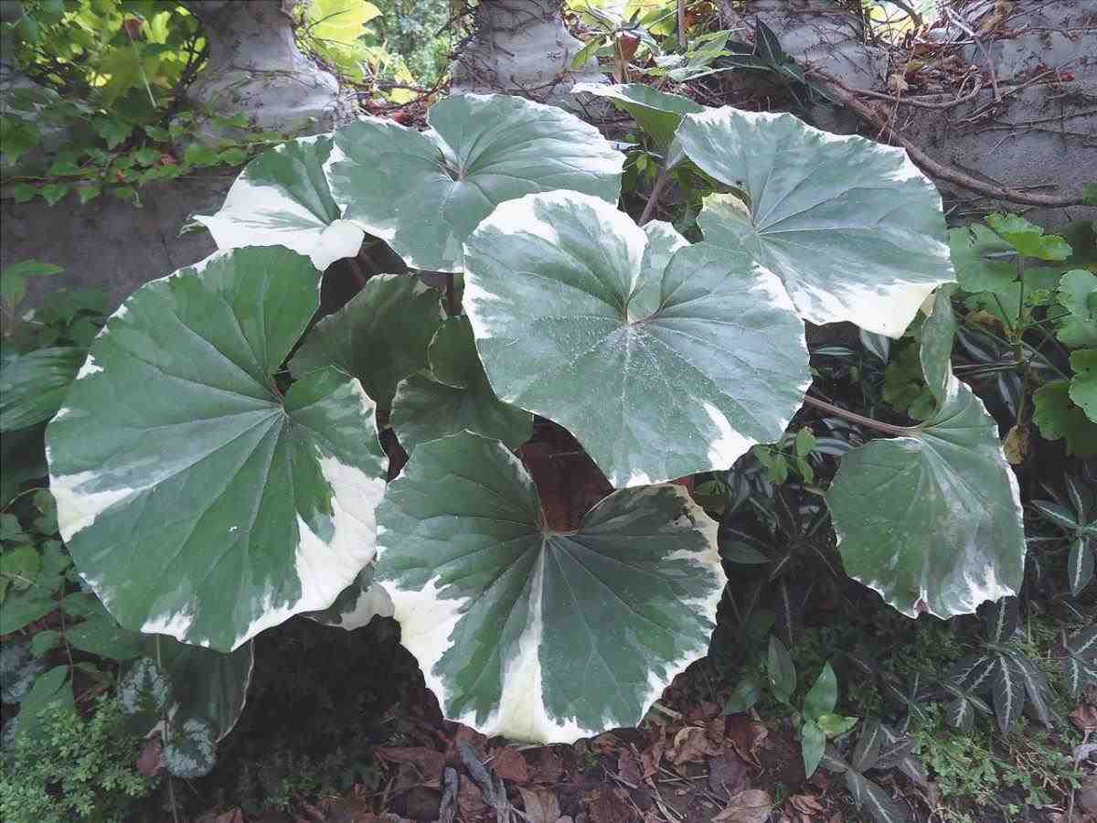 Il basco è una pianta con foglie rotonde.