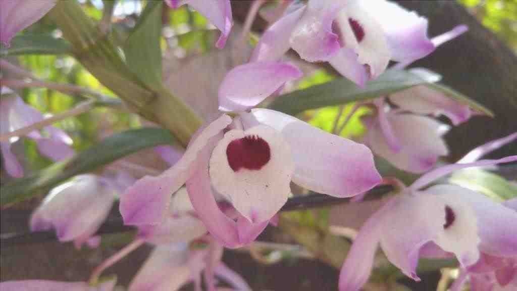 Cattleya è un'orchidea tropicale.