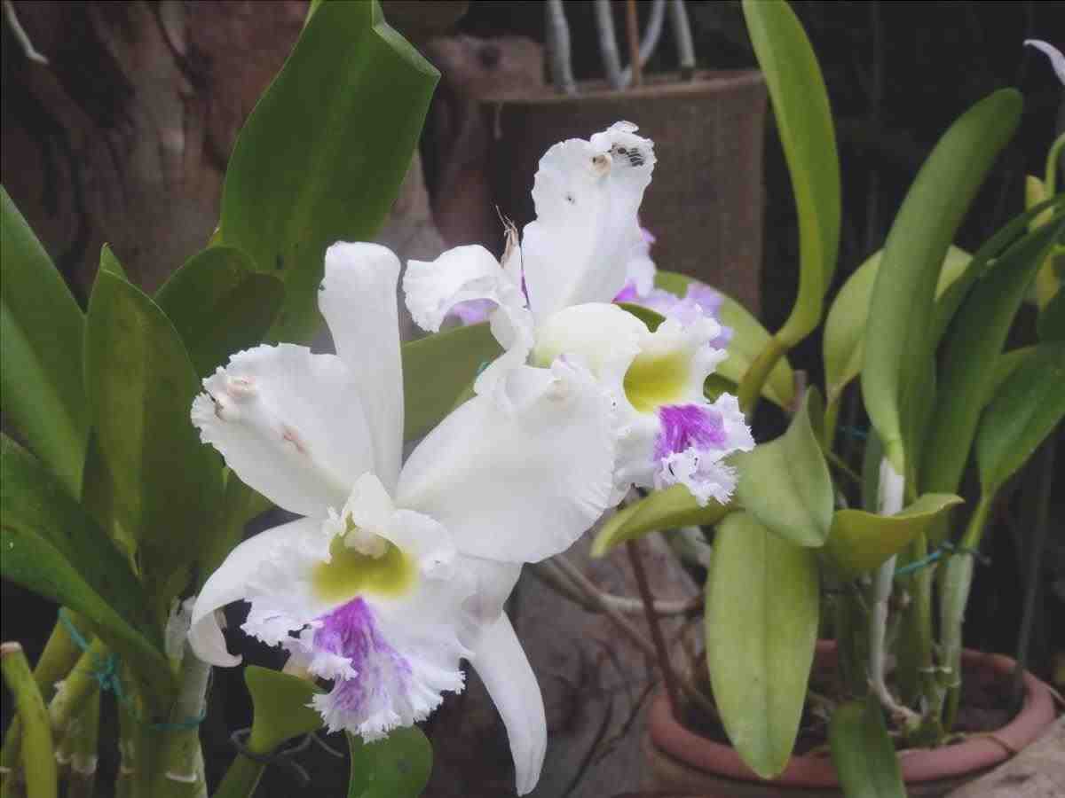 Cattleya è un'orchidea terrestre.