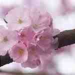 Fiori di ciliegio giapponesi in primavera