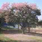 La Chorisia speciosa è un albero deciduo di origine tropicale.