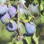 Il prugno è un albero da frutto ideale per i terreni calcarei.