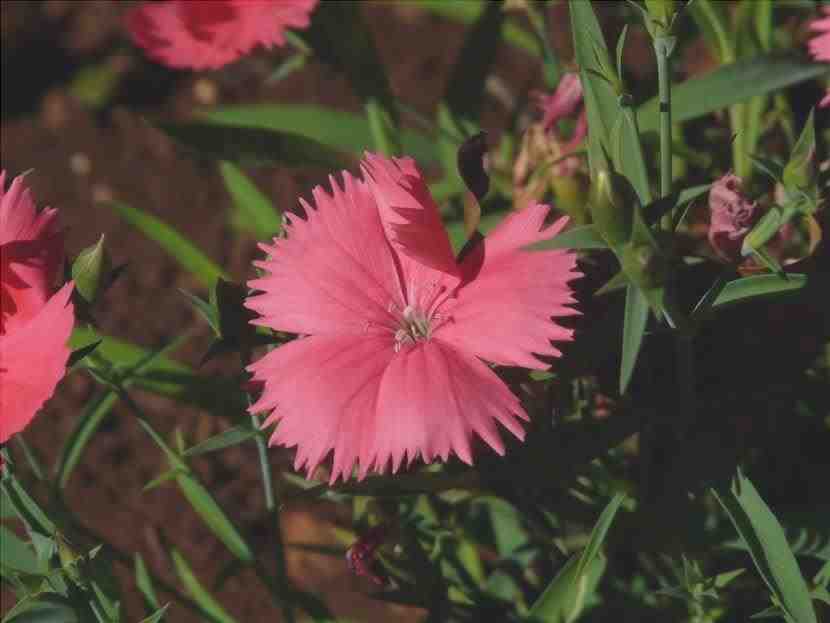 Il garofano è una pianta che può essere coltivata in vaso.