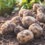 como plantar patatas