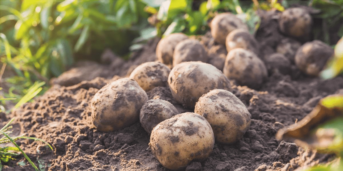 Come e quando piantare le patate: i migliori consigli