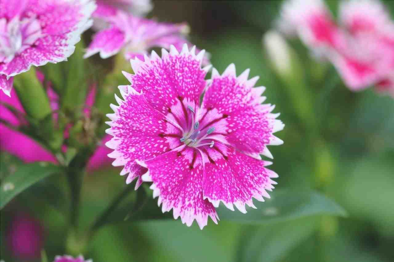 Garofano: cure fondamentali per mantenere questo fiore