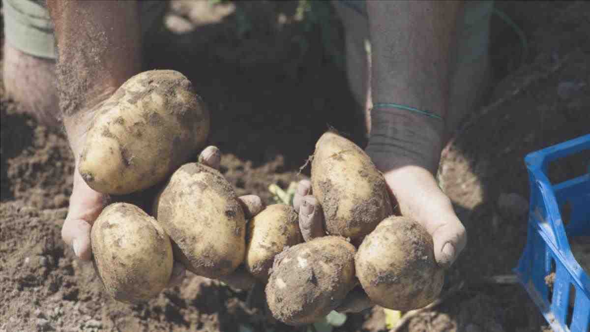 coltivazione di patate