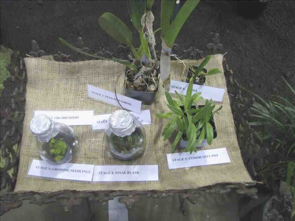 Coltivazione in vitro di semi di orchidee