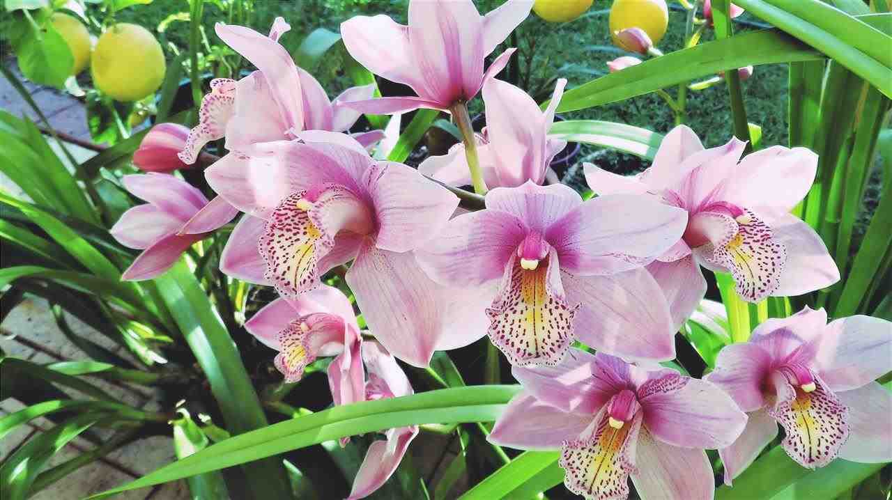 Il Cymbidium è un'orchidea terrestre.