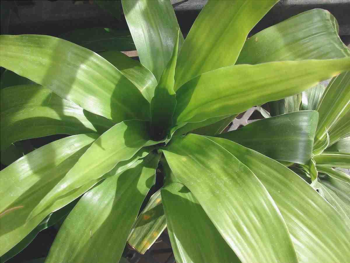 La Dracaena fragrans è una pianta a foglie verdi.