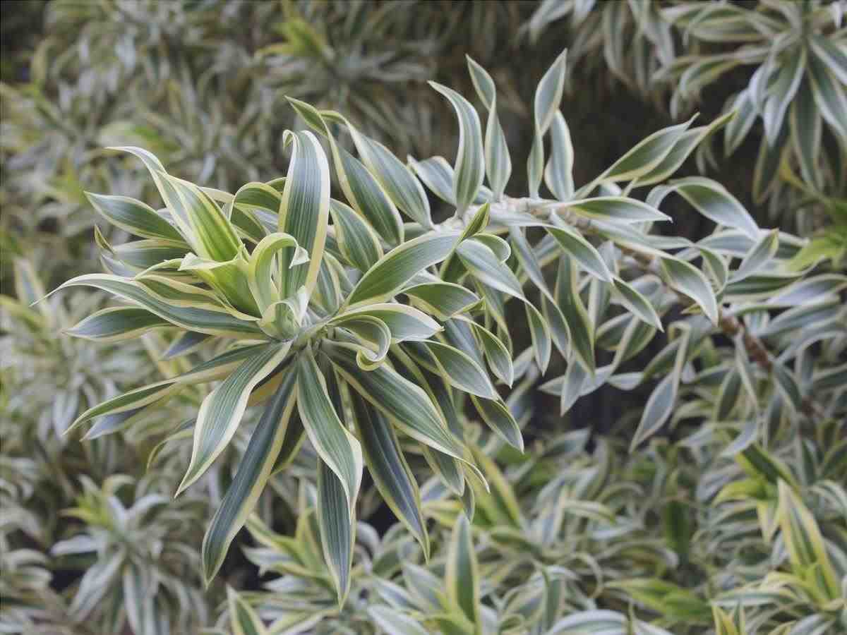 La Dracaena reflexa è una pianta arbustiva.