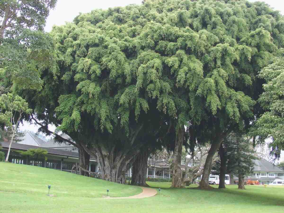 Malattie di un Ficus benjamina