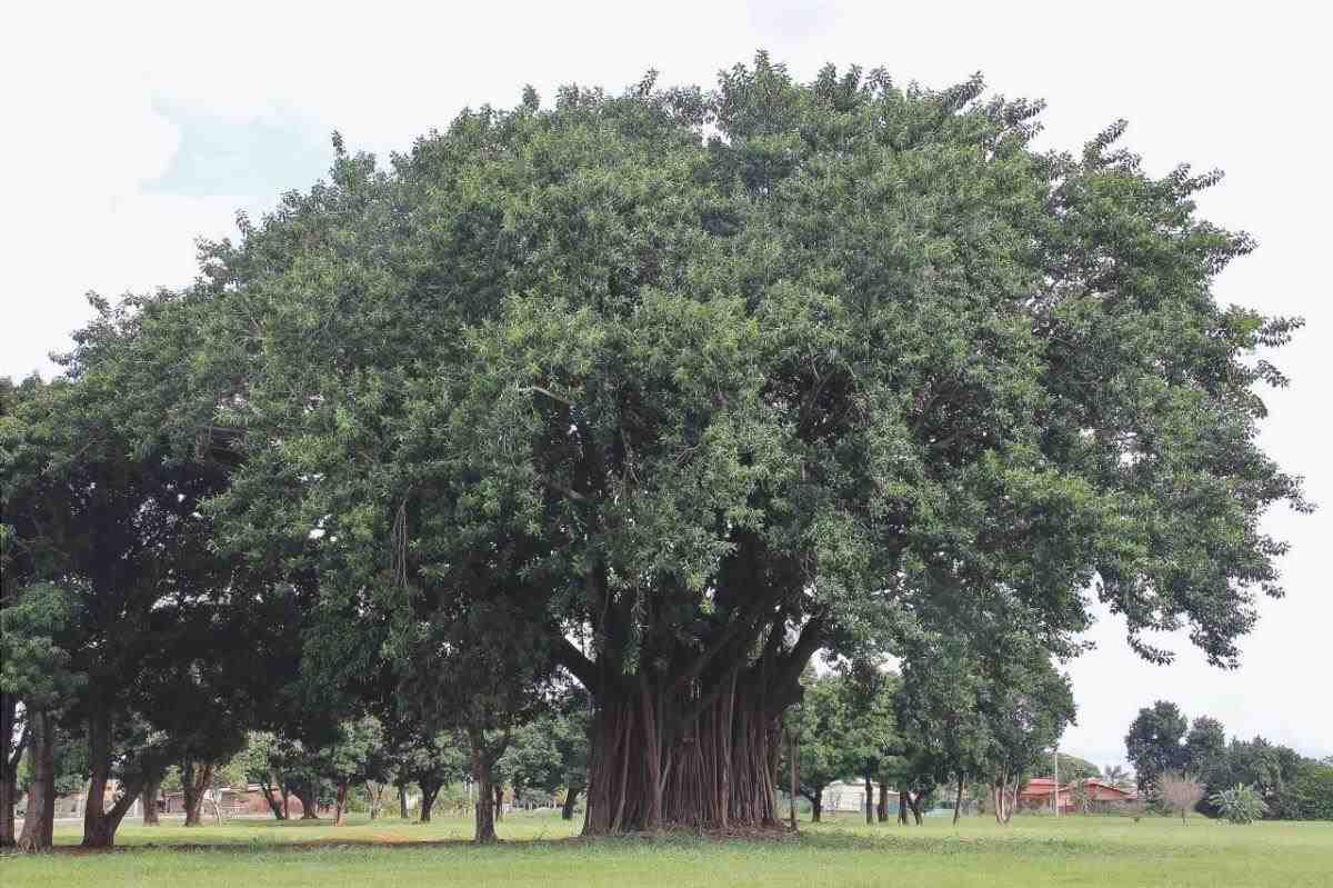 Il Ficus elastica è un albero molto grande.