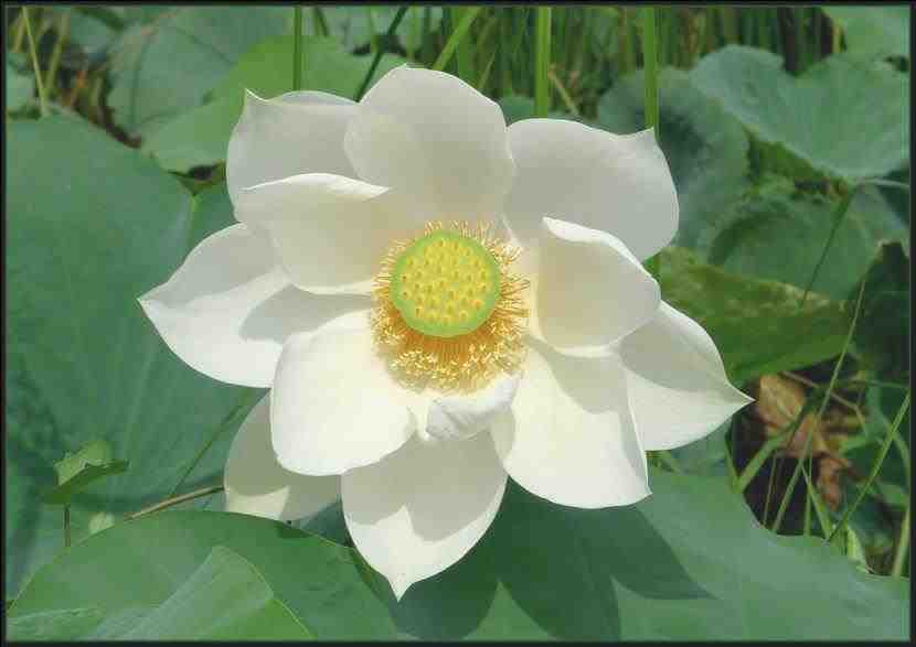 fiore di loto bianco