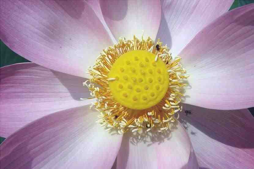 fiore di loto nello stagno