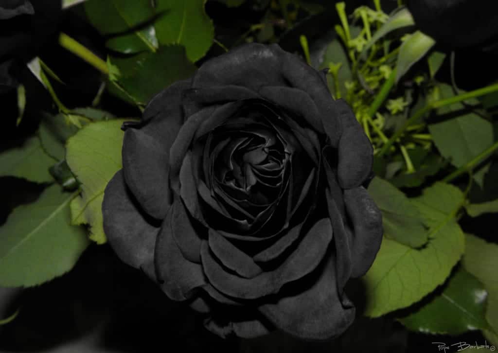 flor de rosa negra
