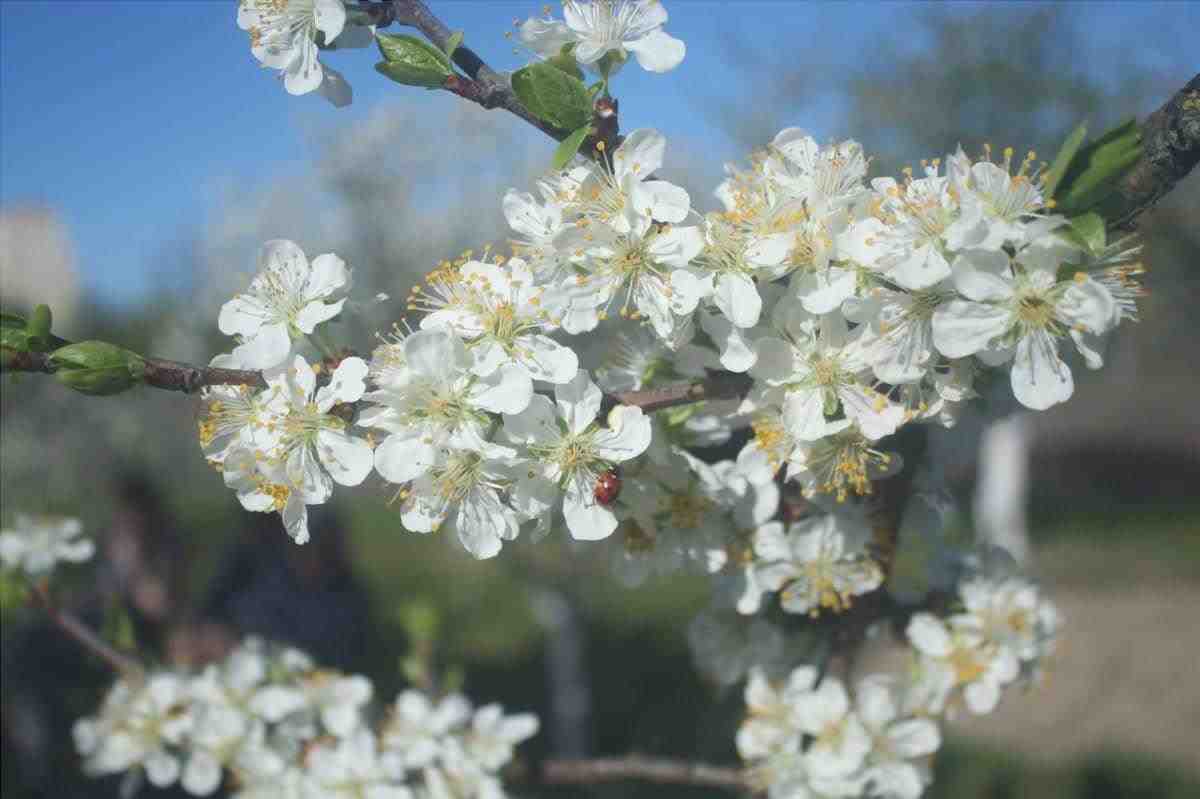 I fiori del Prunus sono bianchi o rosa