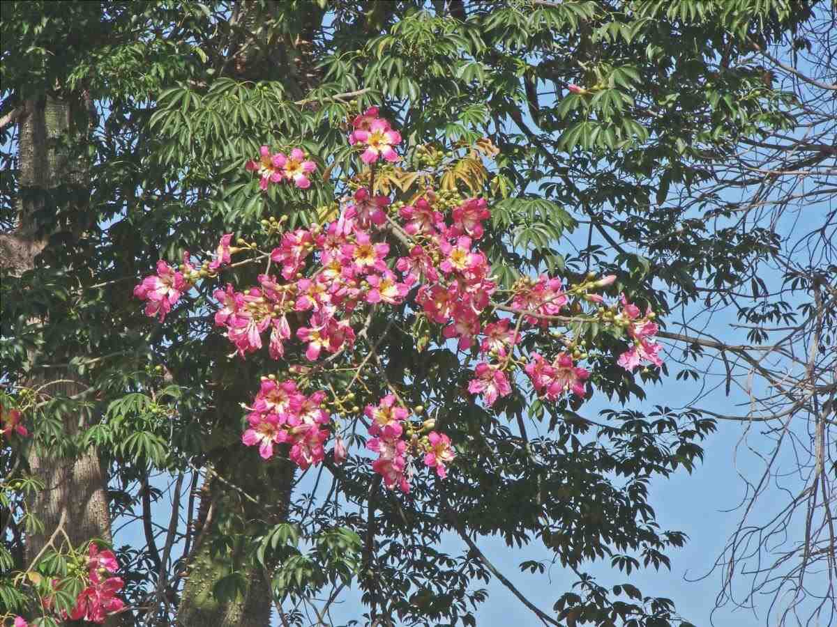 fiori di ceiba speciosa