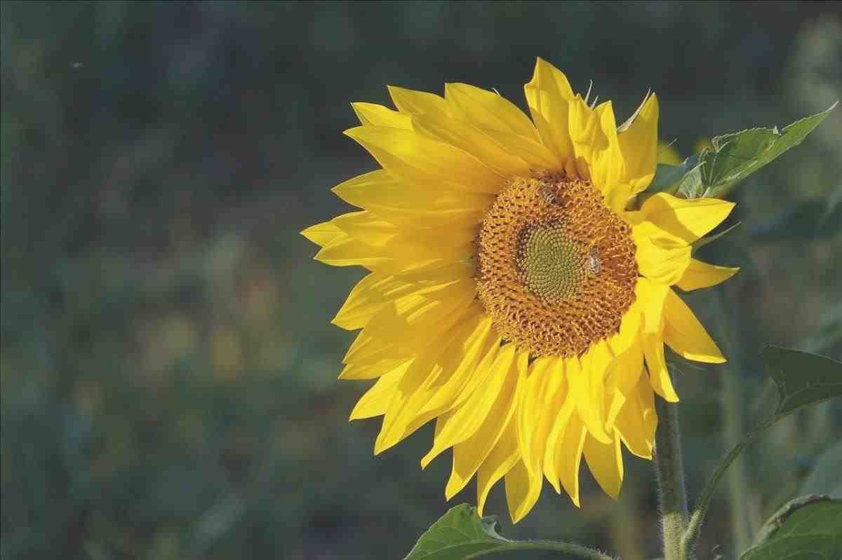 Il girasole è un fiore che ama il sole