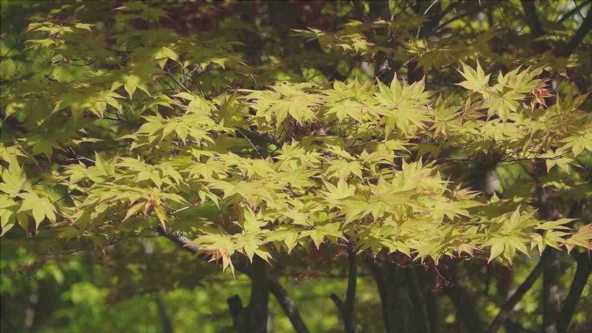 Le foglie dell'acero giapponese sono caduche