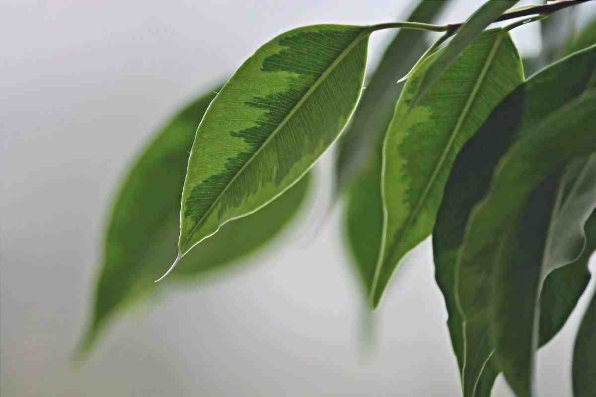 Ficus benjamina: le malattie di cui le foglie ti avvertono