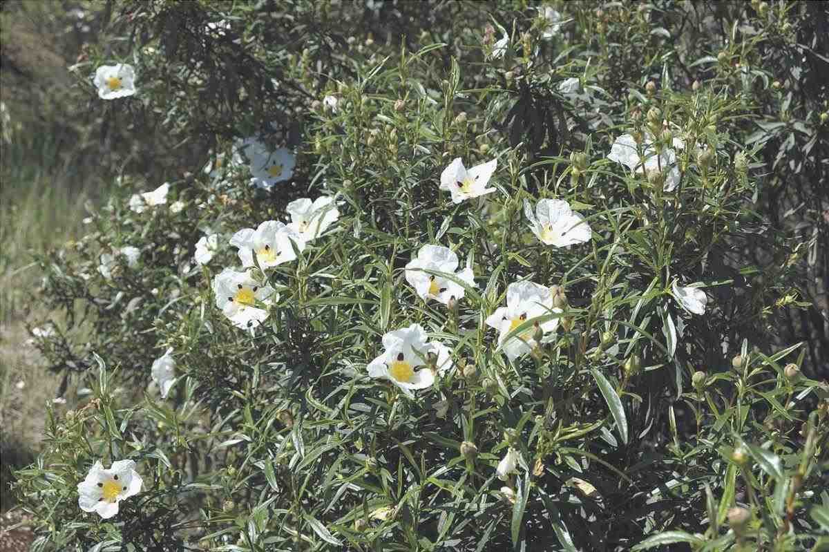Rockrose è un arbusto che produce fiori bianchi.