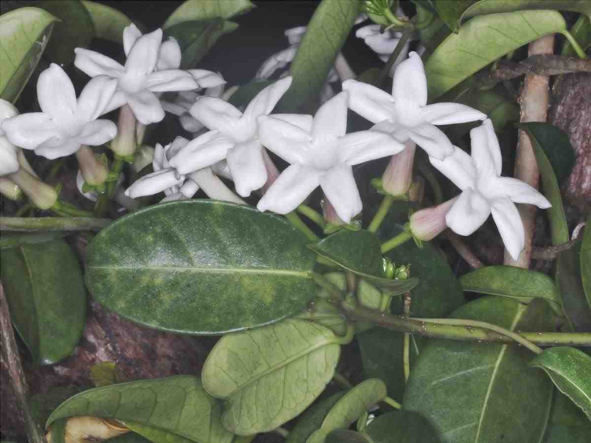 Stephanotis floribunda fiorisce in estate