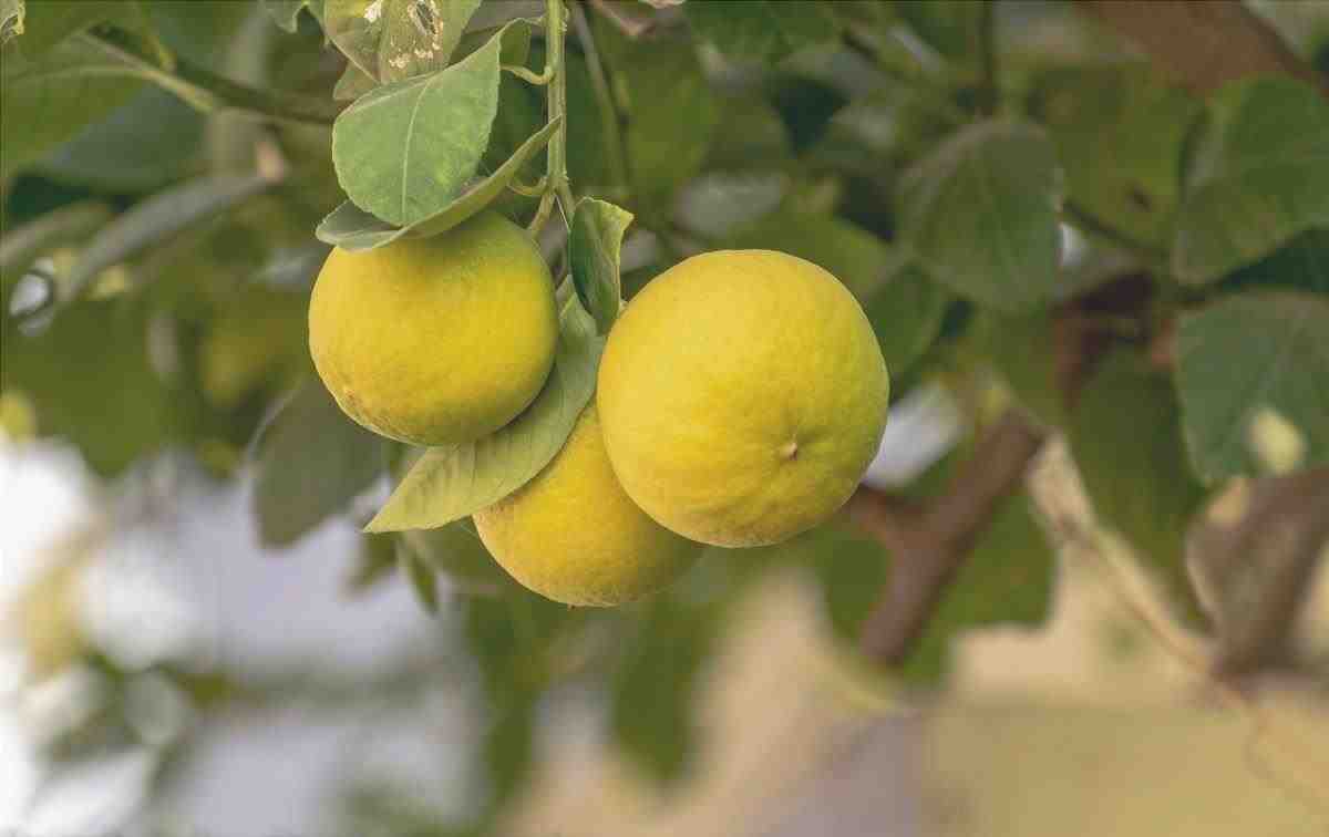 Il limone è un albero da frutto sempreverde.