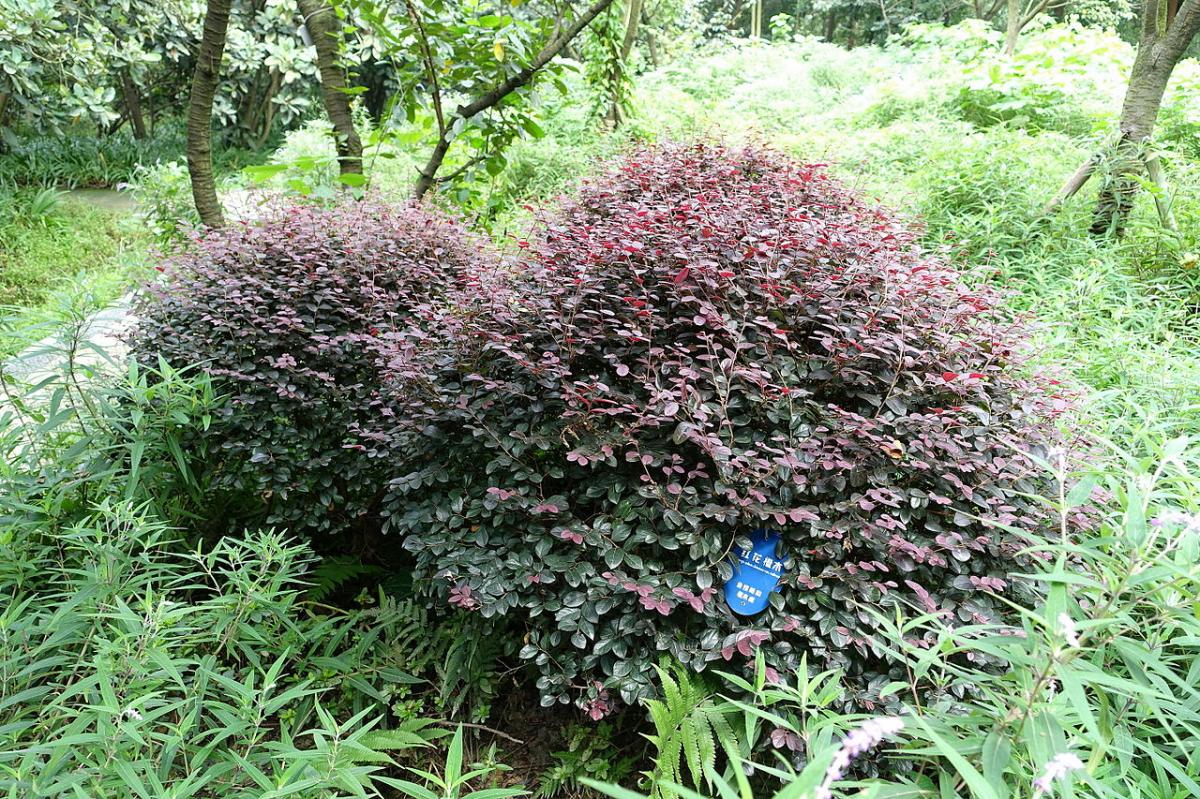 10 arbusti a foglia rossa per giardino e terrazze