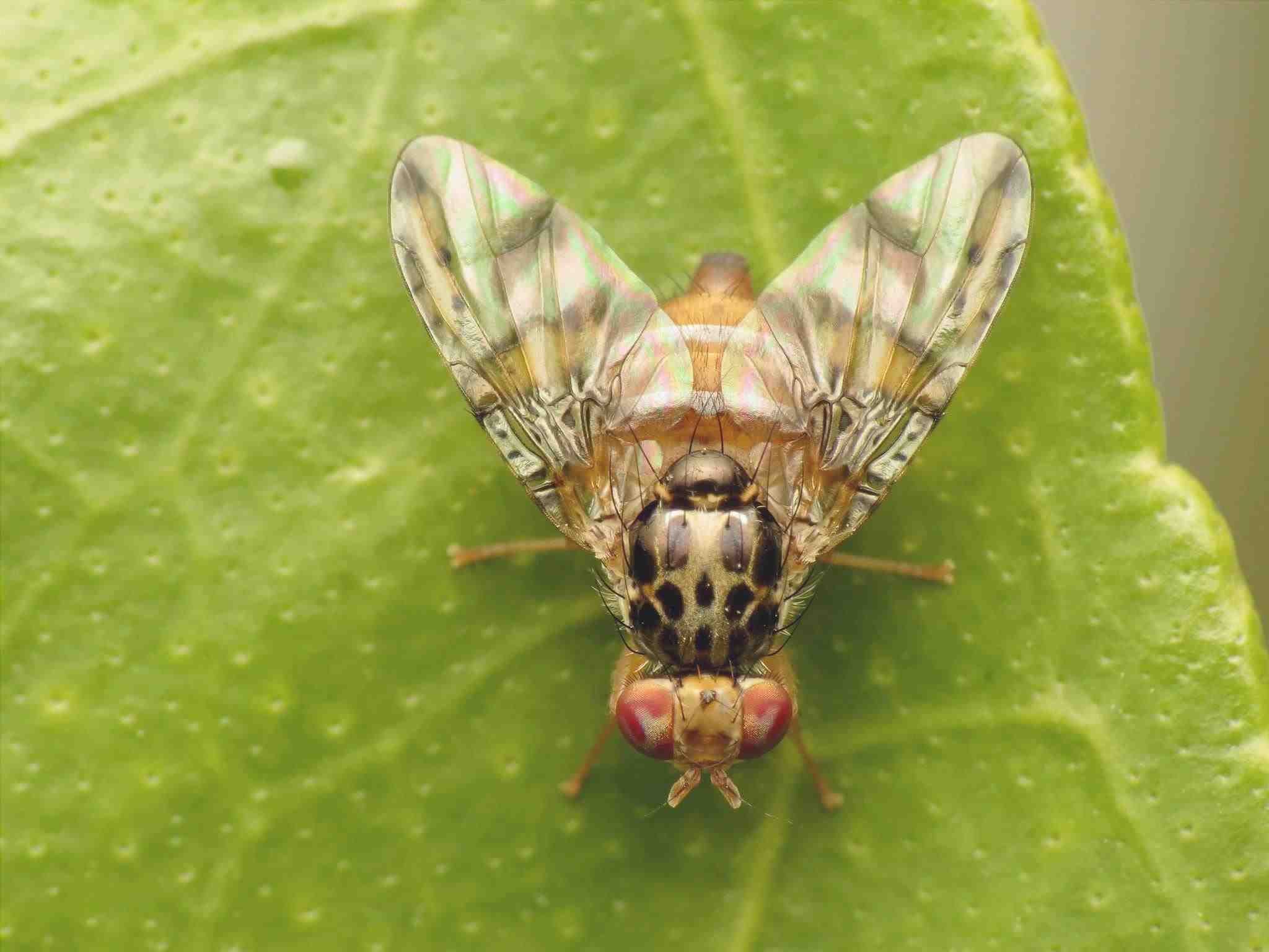 Come sbarazzarsi delle mosche della frutta: come sbarazzarsi e prevenire le mosche della frutta