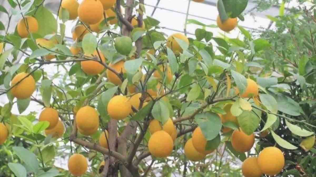 esigenze di un albero di arance