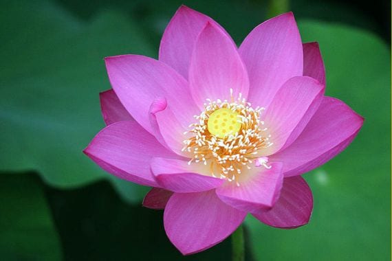 Storia, coltivazione e cura del fiore di loto