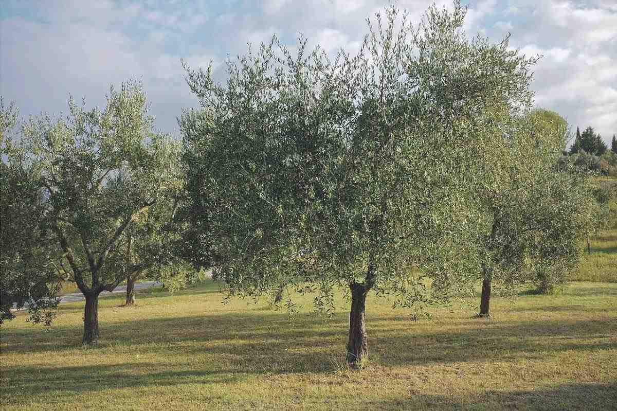 L'olivo è un albero sempreverde.