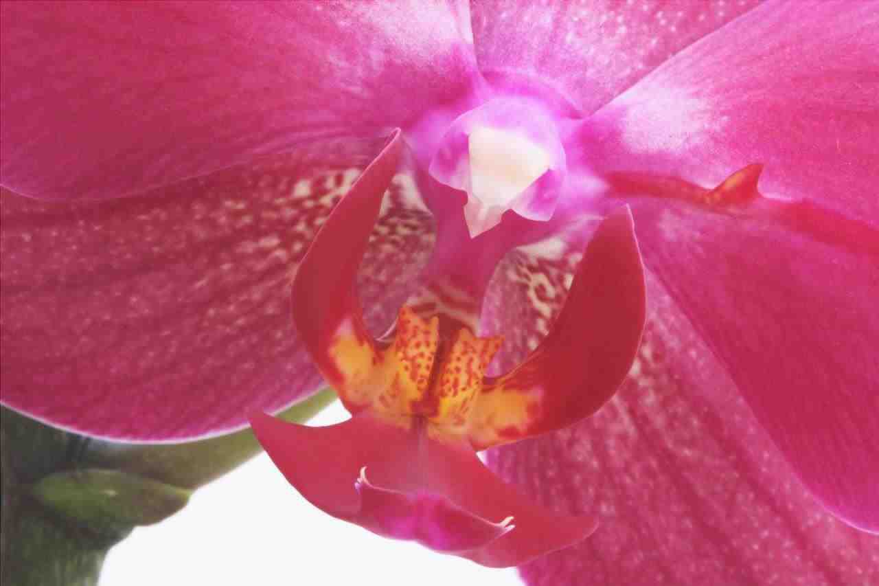 Il substrato per le orchidee deve essere ben drenato.