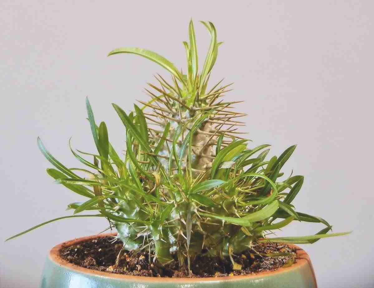 Il Pachypodium lamerei è una pianta succulenta.
