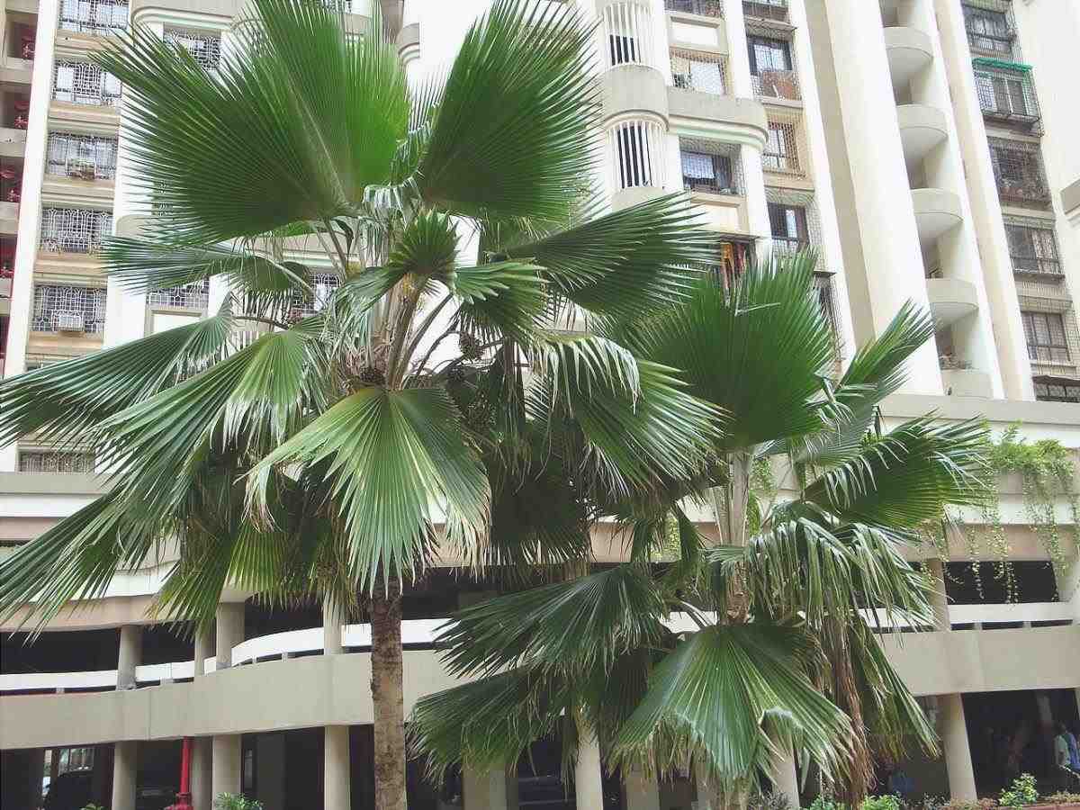 La Palma delle Fiji è una rara pianta tropicale.