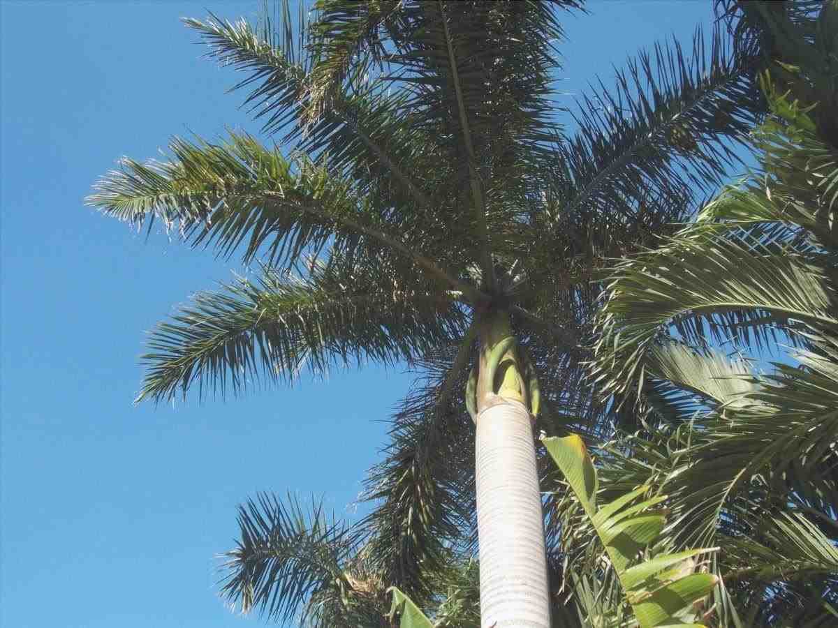 Le palme tropicali sono rare