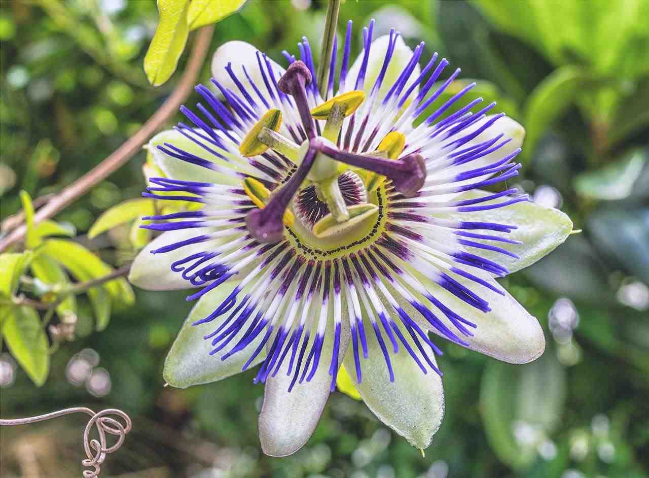Come coltivare la Passiflora ligularis: come fare, cura e usi