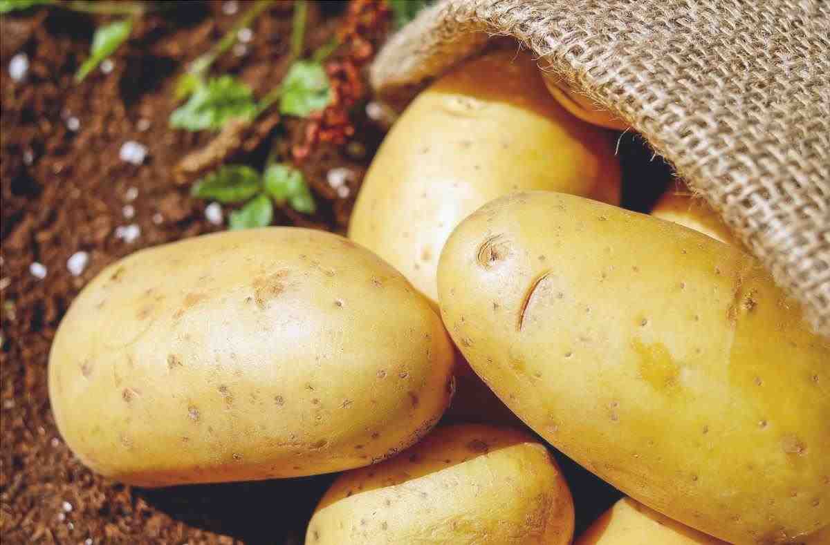 Puoi piantare le patate in vaso
