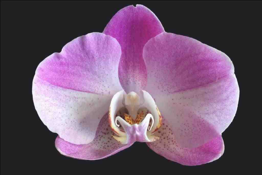 Le orchidee sono piante che germinano grazie a un fungo.