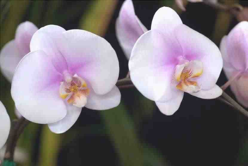 Phalaenopsis Maki