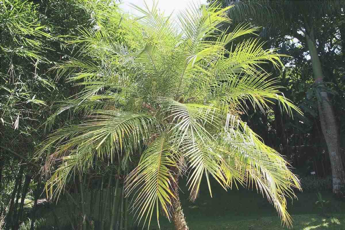 La palma nana è perfetta per le terrazze soleggiate.