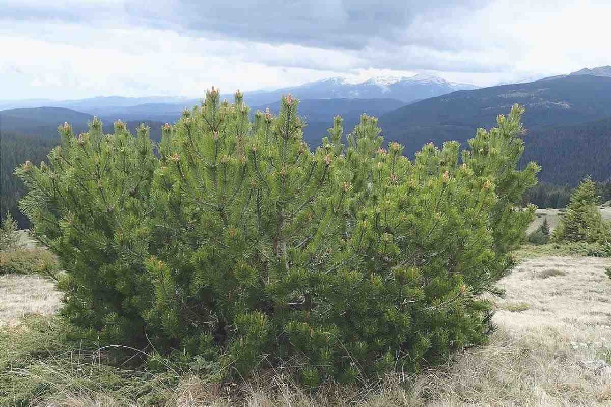 Pinus mugo diventa bello in primavera