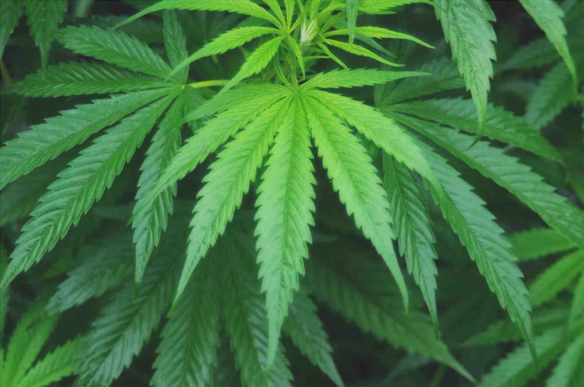La marijuana è una pianta annuale che produce semi arrotondati.