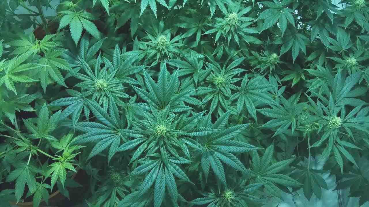 I semi di marijuana possono essere di vari tipi