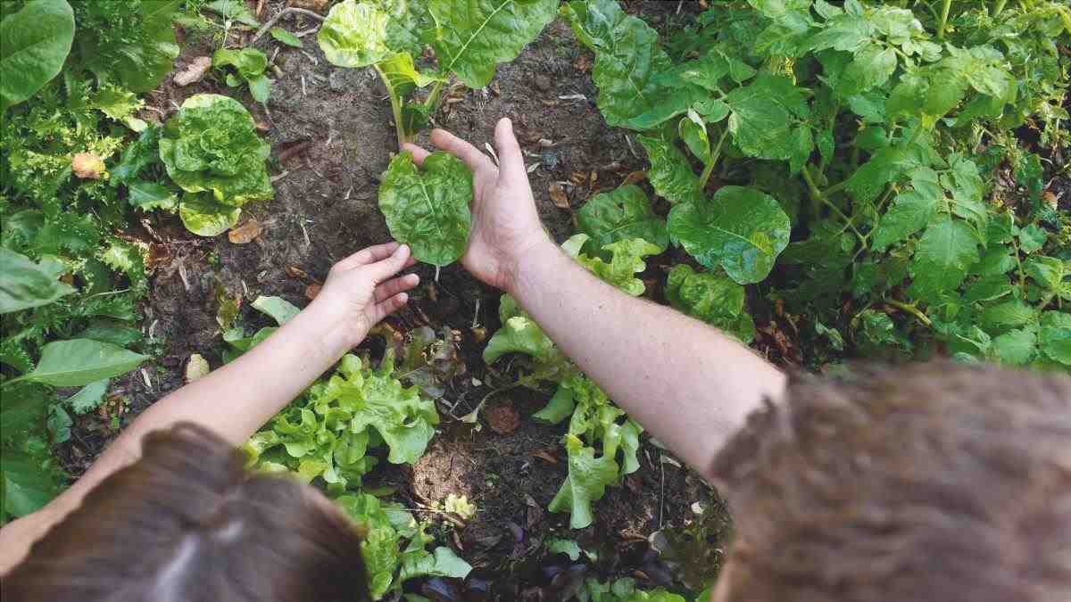 Cosa piantare in ottobre: lavori di giardinaggio e le migliori colture da coltivare