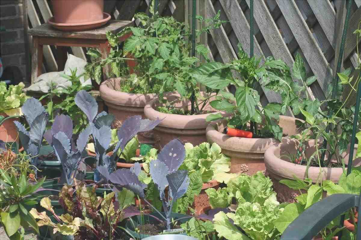 Creare un orto nel tuo giardino