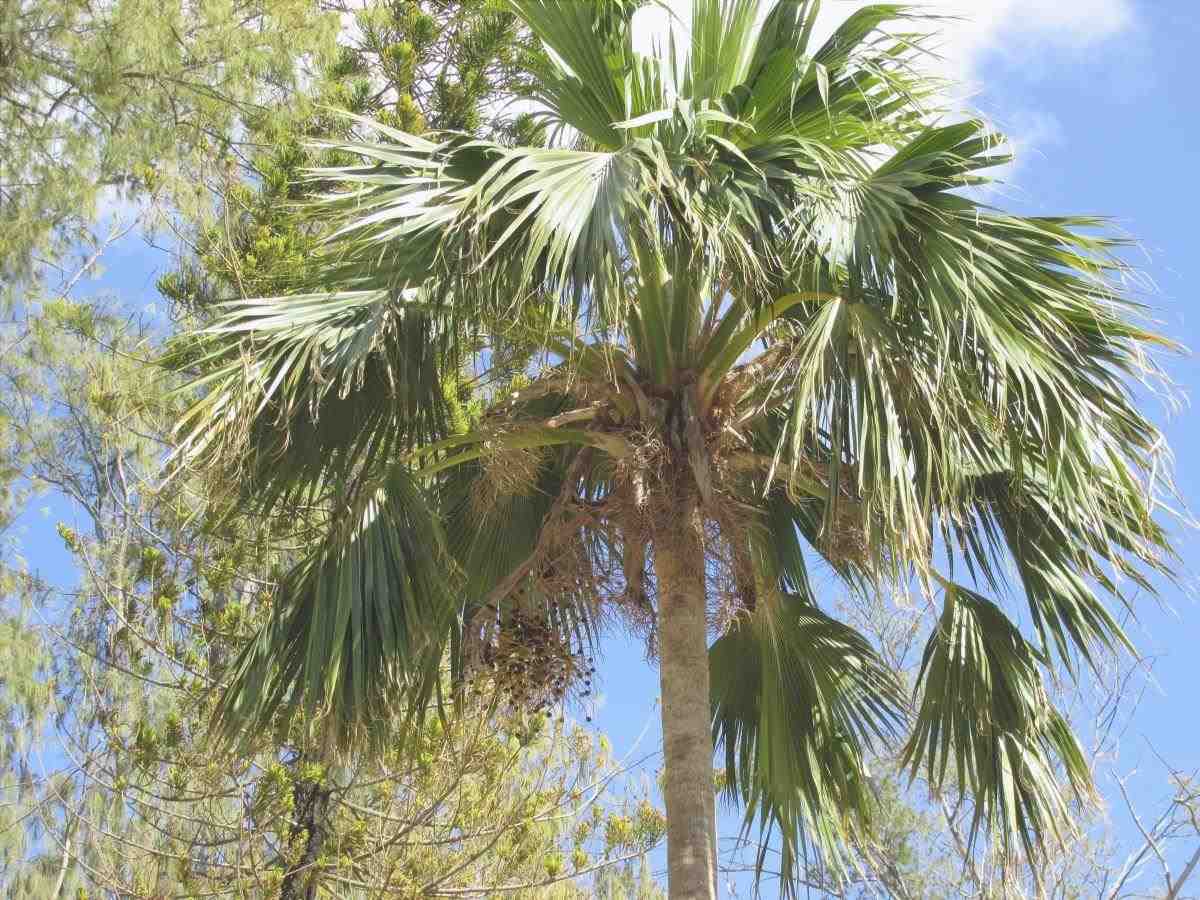 Pritchardia hillebrandii è una palma con grandi foglie